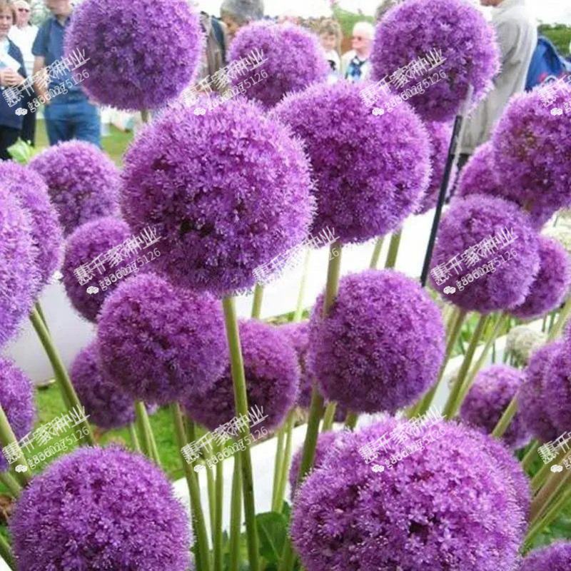 大花葱种球进口大花葱种子耐寒盆栽植物室外进口大花葱种球