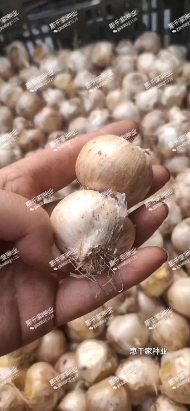 大花葱种球进口大花葱种子耐寒盆栽植物室外进口大花葱种球