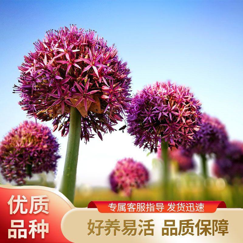 大花葱种球进口大花葱种子耐寒盆栽植物室外进口大花葱种球