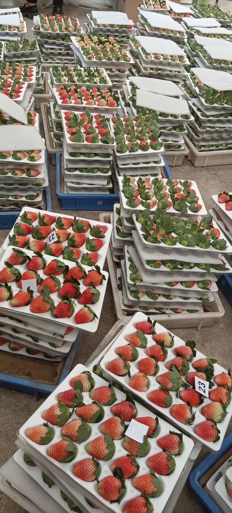 大凉山露天高山草莓，支持一件代发，量大优惠。