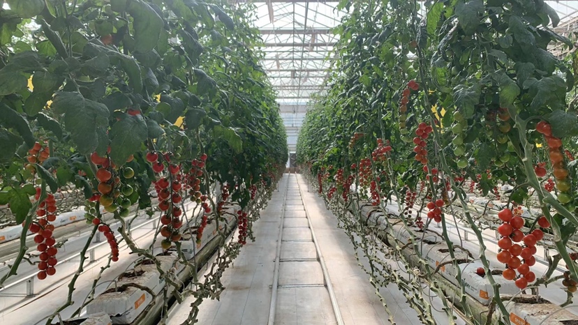 超迷你樱桃番茄种植基地航拍