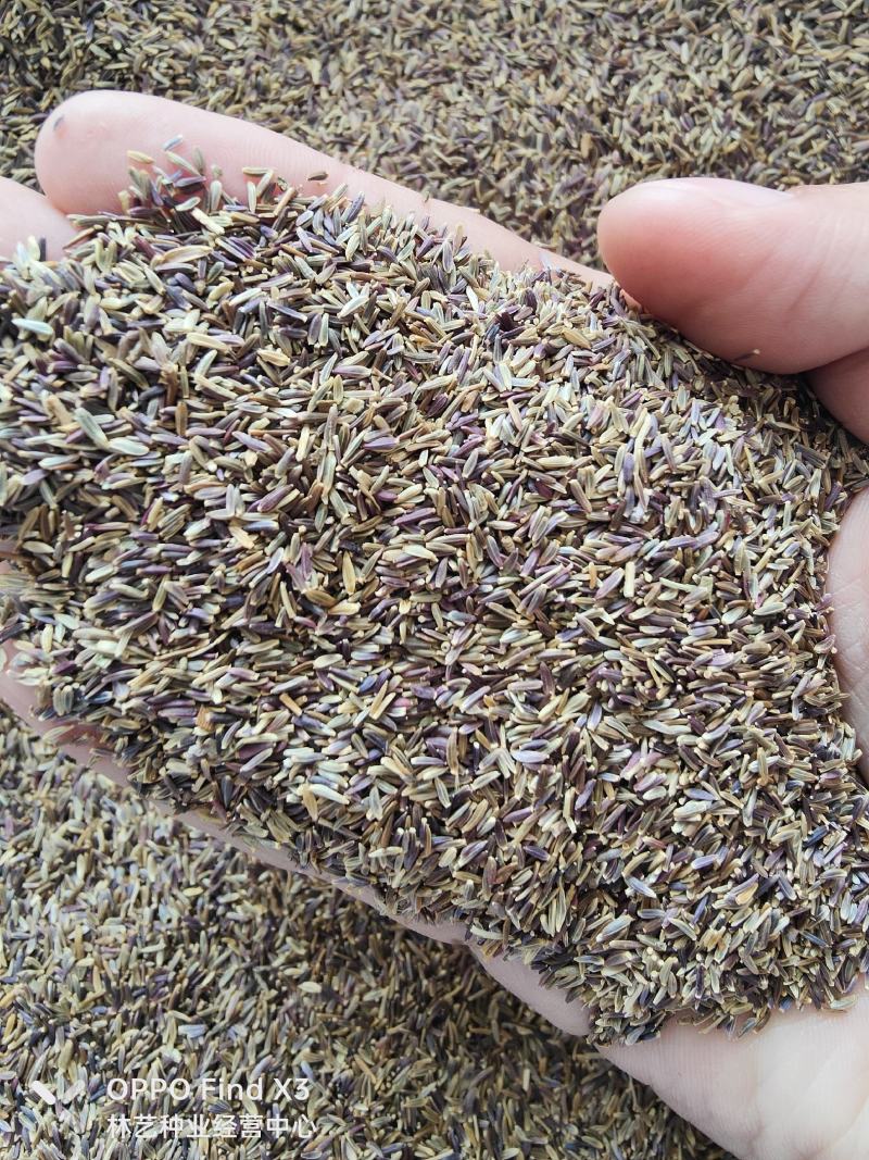 荷兰菊种子多年生阳台庭院盆栽四季播种开花耐寒花卉花种籽