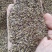 荷兰菊种子多年生阳台庭院盆栽四季播种开花耐寒花卉花种籽
