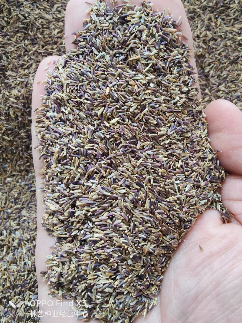 荷兰菊种子多年生阳台庭院盆栽四季播种开花耐寒花卉花种籽