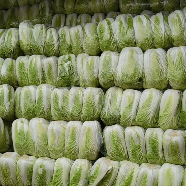精品玲珑黄心大白菜大量上市