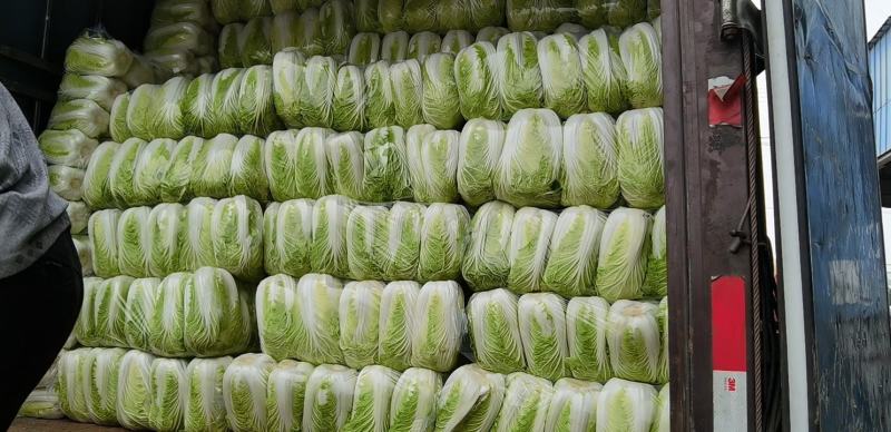 精品玲珑黄心大白菜大量上市