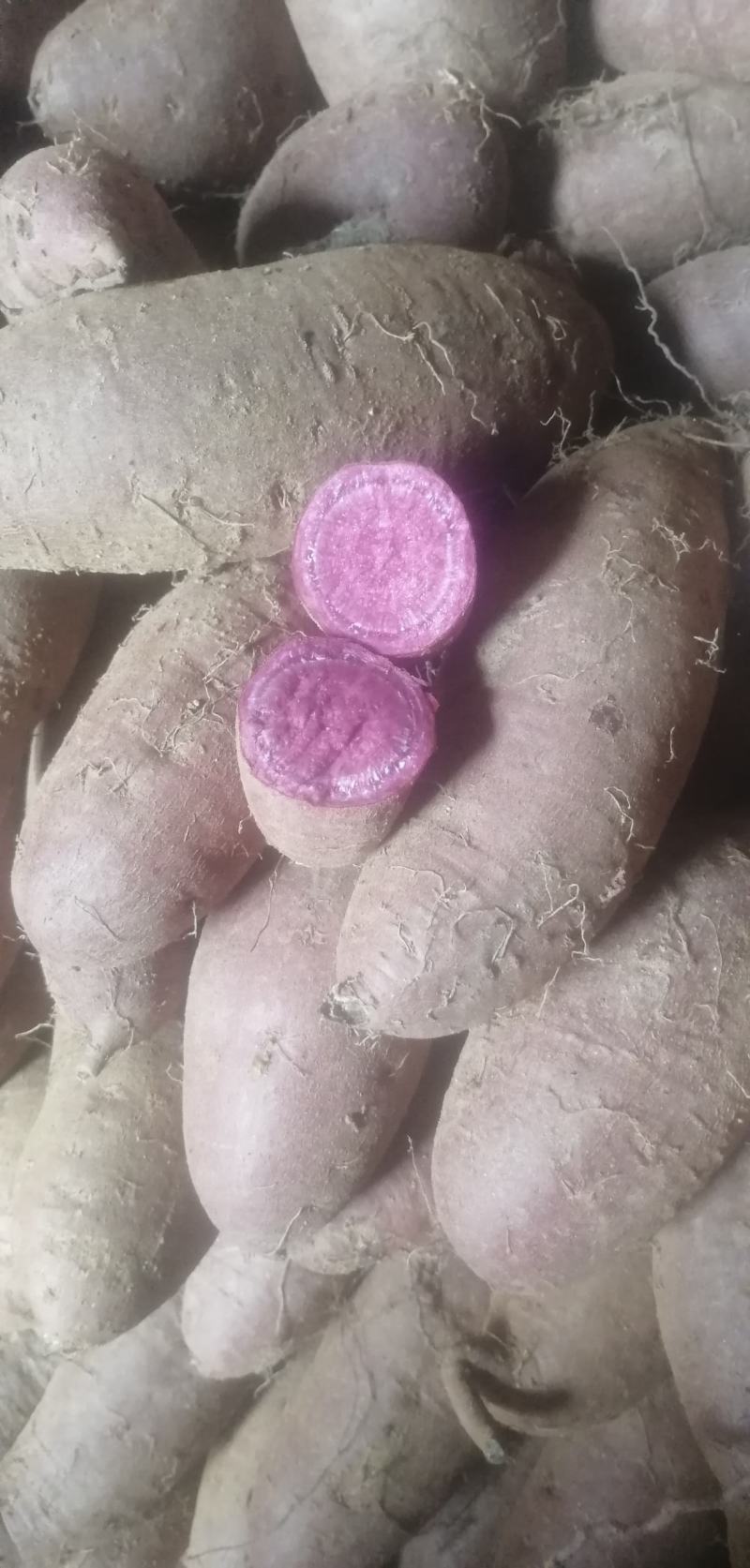 山东紫薯，紫罗兰