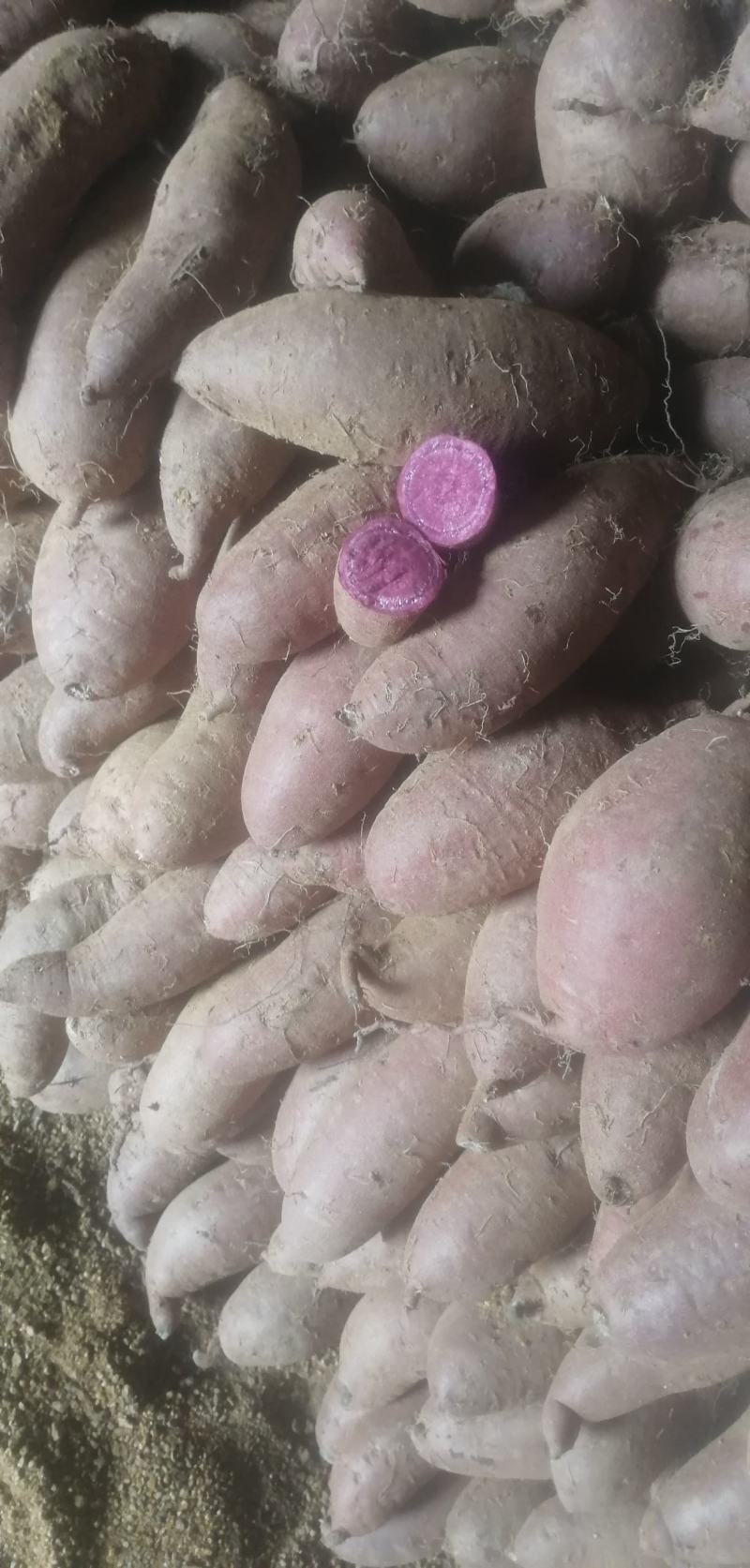 山东紫薯，紫罗兰