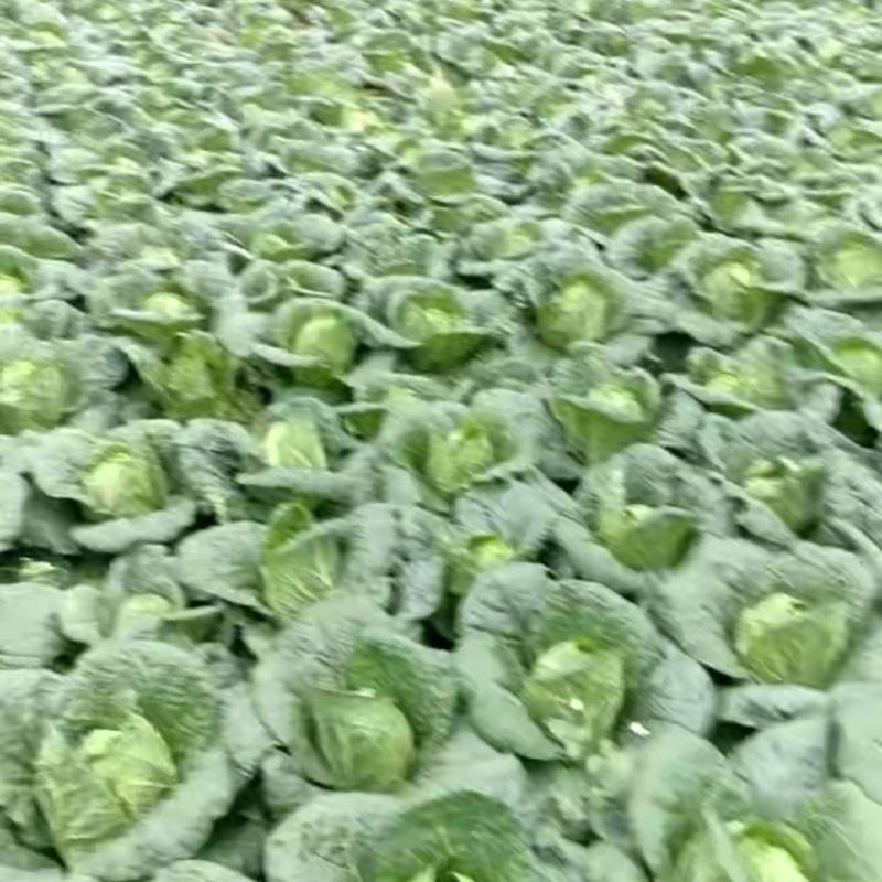 大白菜