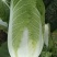 大白菜