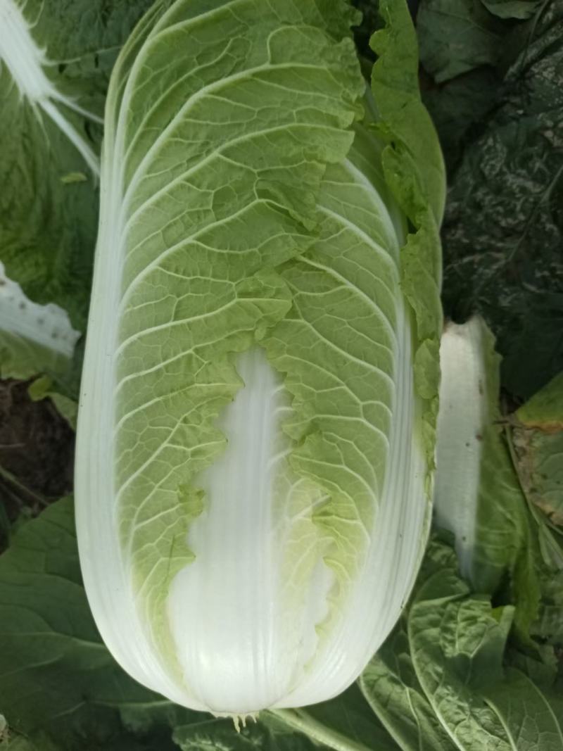 大白菜