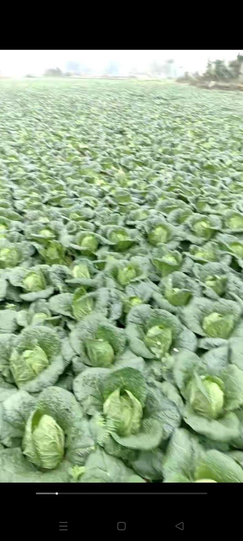 大白菜
