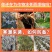 【增温块】温室大棚增温炭块果蔬大棚增温防冻害