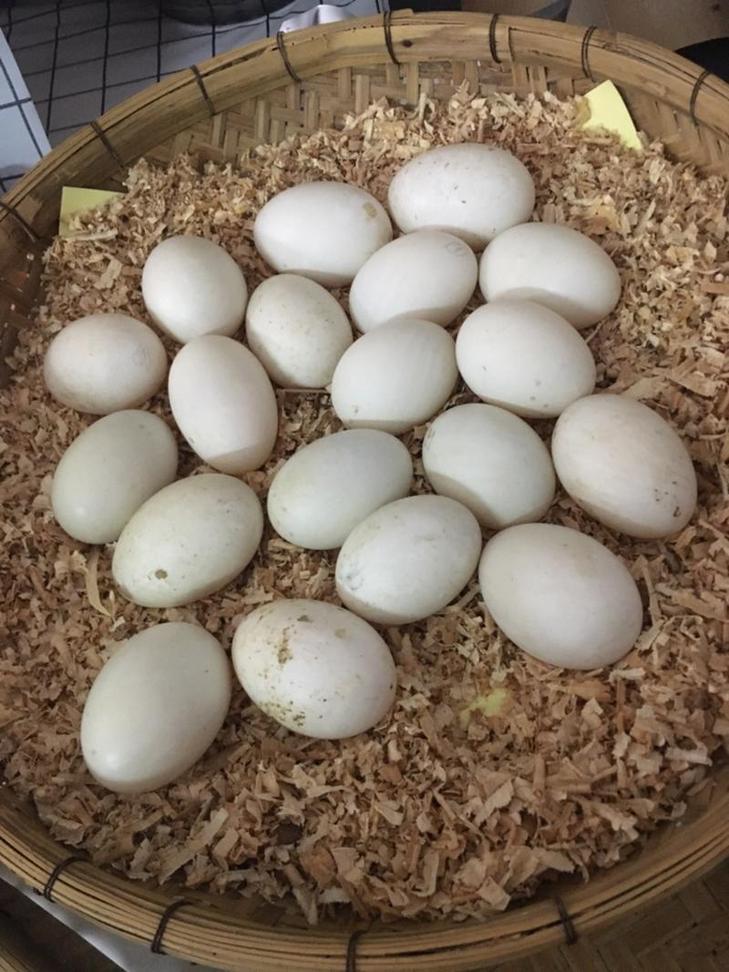 鹅蛋，支持电商平台一件代发全国，养殖场对接，保证蛋品新鲜