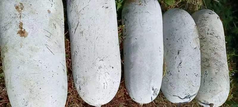 新鲜冬瓜皮与干燥冬瓜皮并列对比图