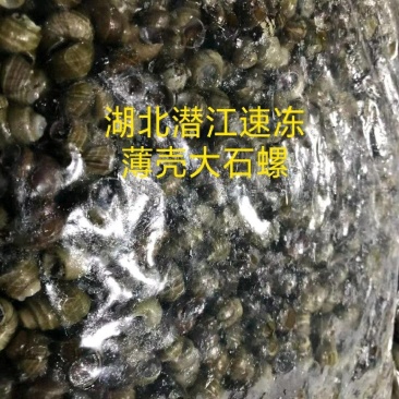 薄壳大唆螺半成品已去尾免清洗，解冻后直接下锅口感肥美鲜香