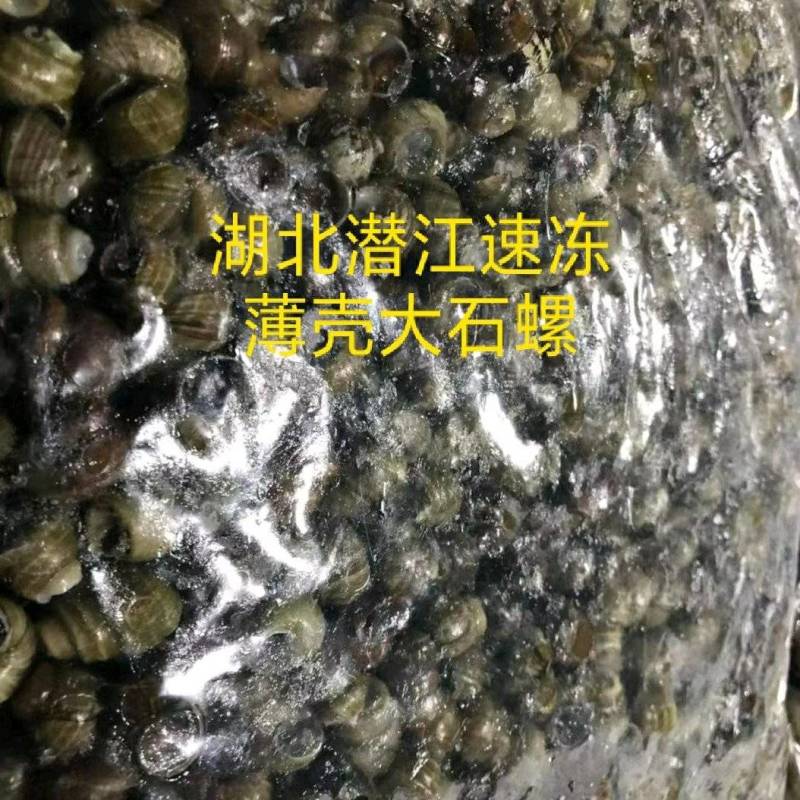 薄壳大唆螺半成品已去尾免清洗，解冻后直接下锅口感肥美鲜香