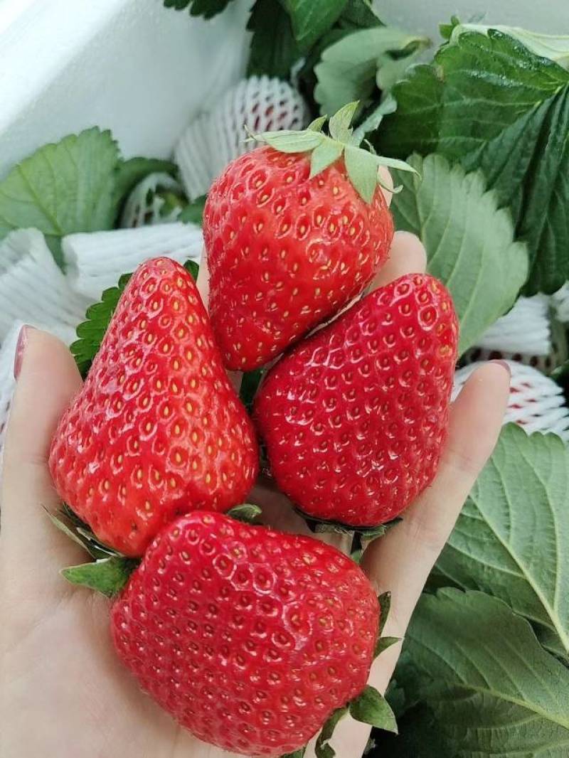 成都奶油巧克力草莓