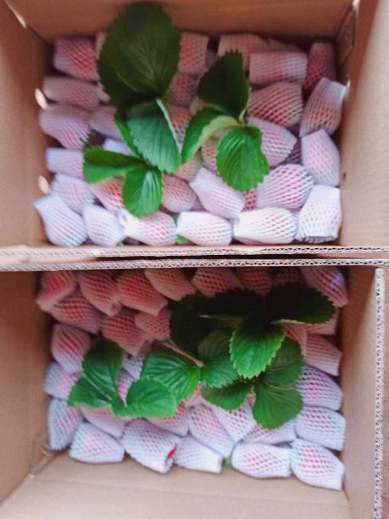 成都奶油巧克力草莓