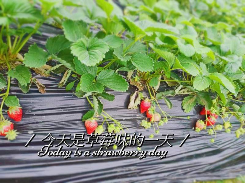 成都奶油巧克力草莓
