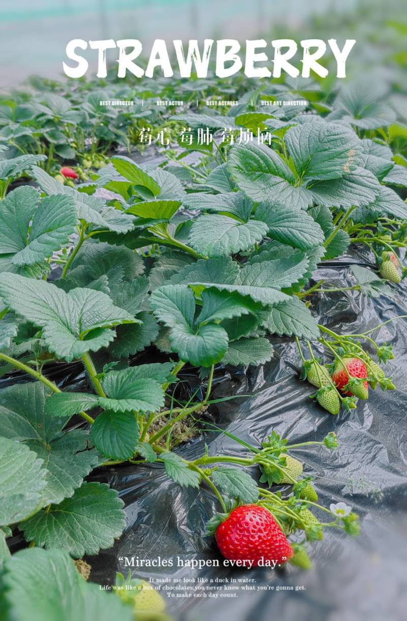 成都奶油巧克力草莓