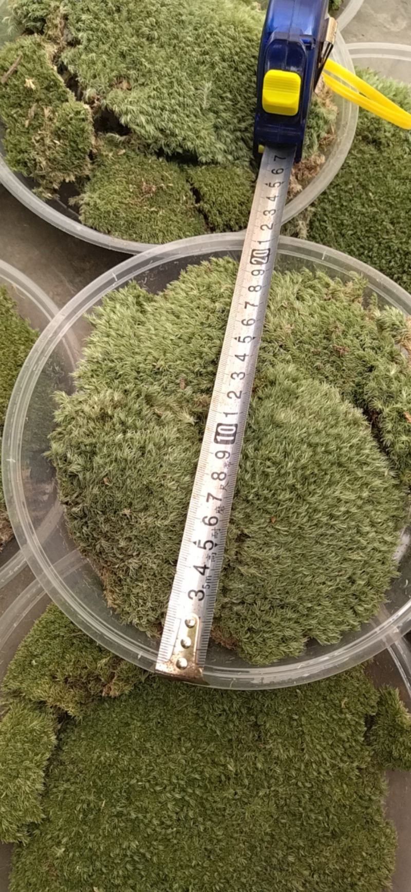 白发藓青苔苔藓盆景造型假山diy