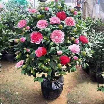 茶花盆景～～茶花品种多样化带花苞发货