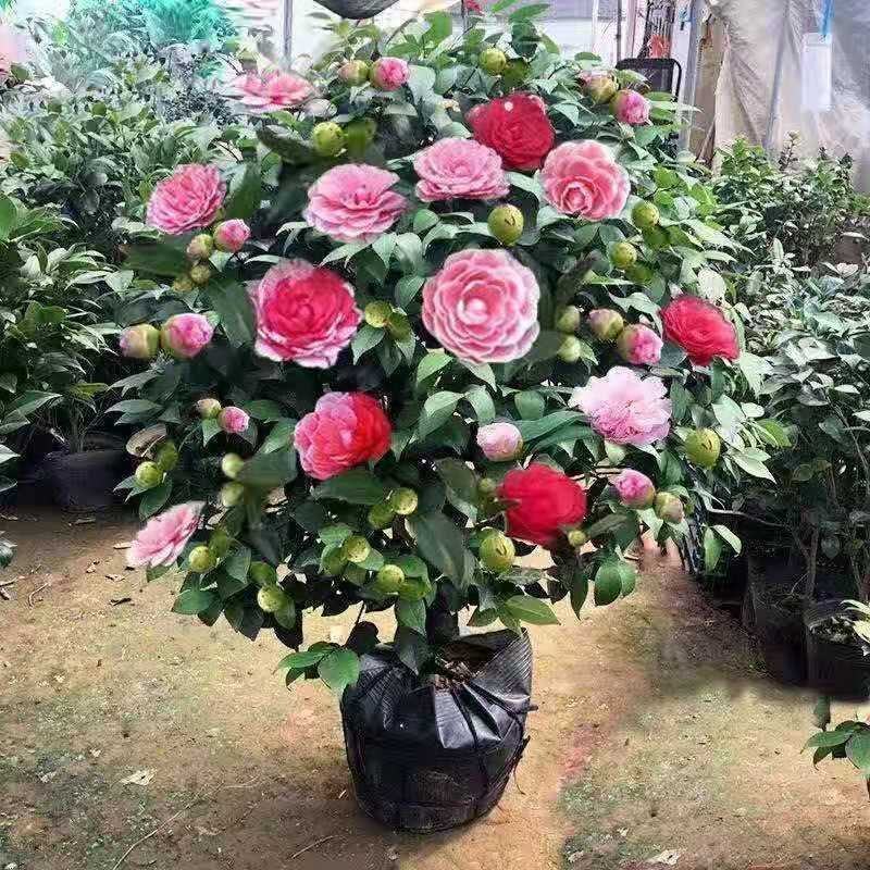 茶花盆景～～茶花品种多样化带花苞发货