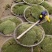白发藓青苔苔藓盆景造型假山diy