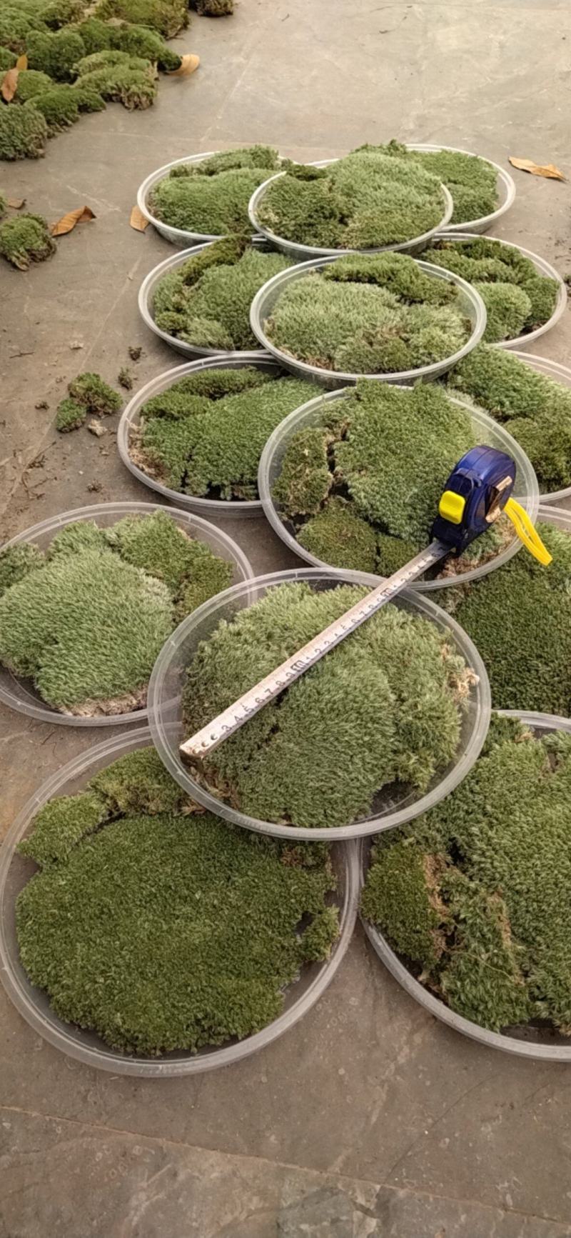 白发藓青苔苔藓盆景造型假山diy