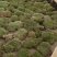 白发藓青苔苔藓盆景造型假山diy