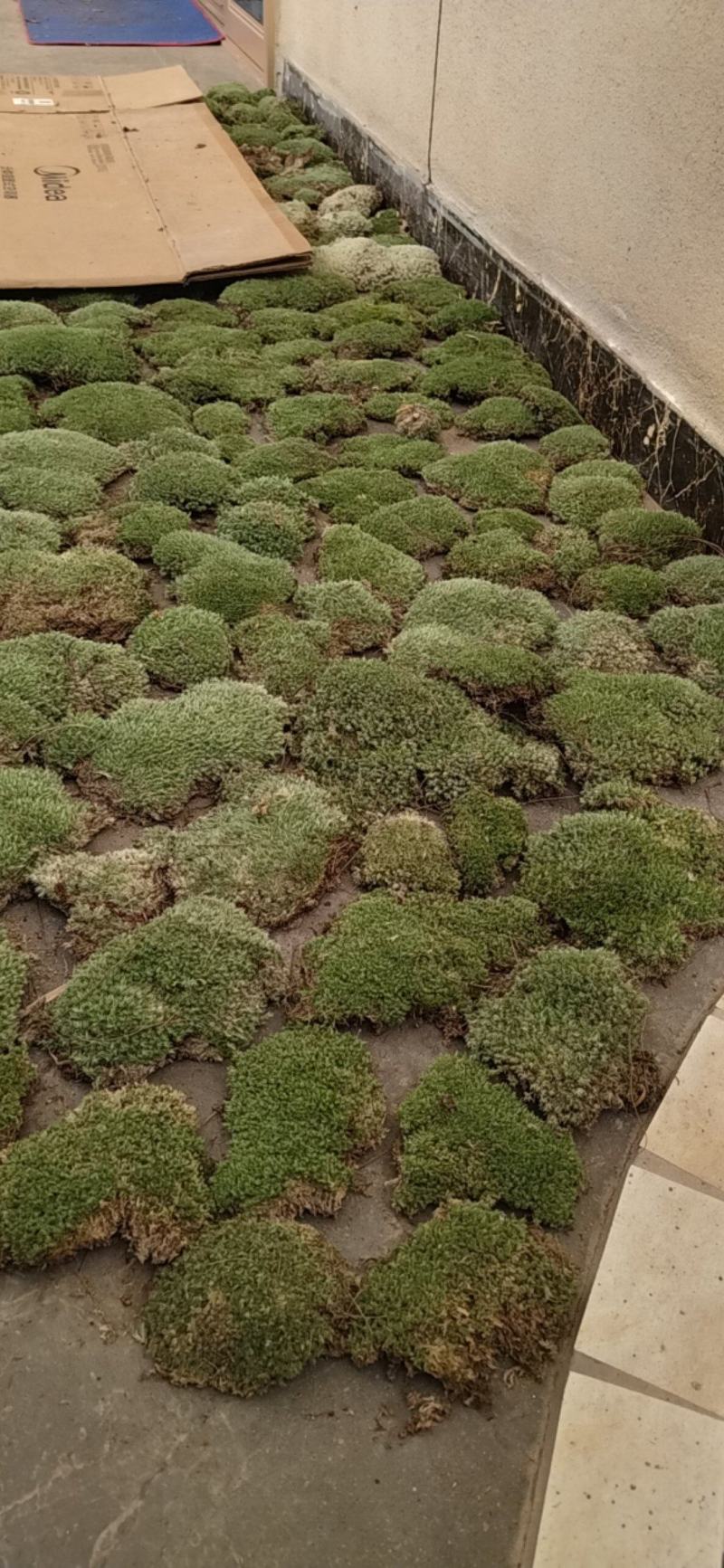 白发藓青苔苔藓盆景造型假山diy