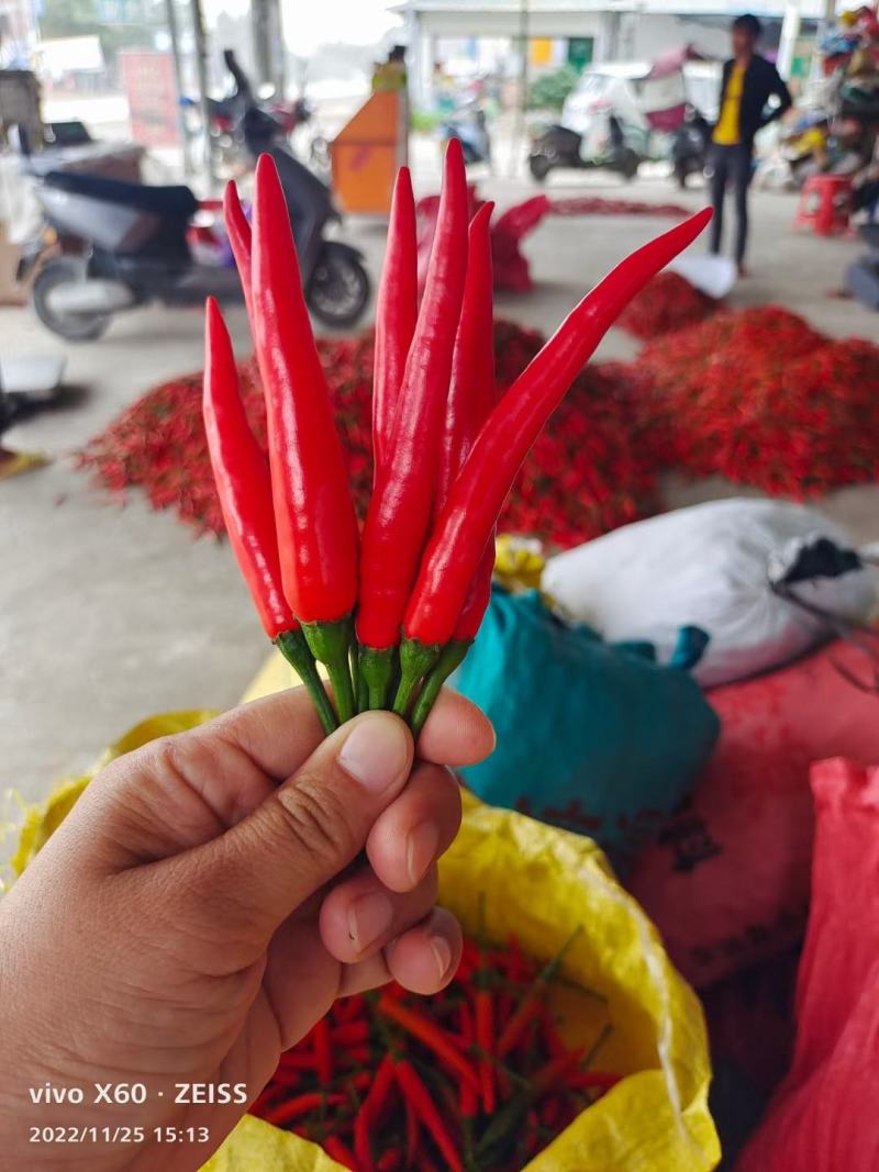 小米椒