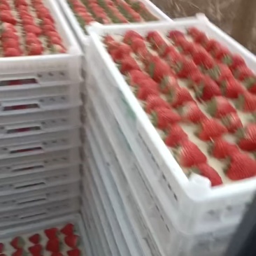 各种草莓批发代办