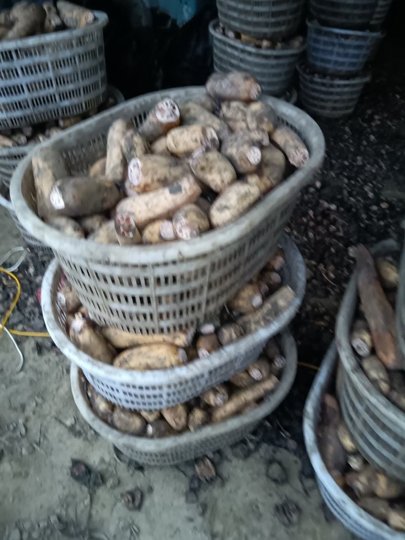 纯藕粉大量上市，需要联系