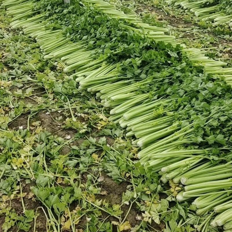 【热卖】精品西芹，产地货源，规格齐全，欢迎各位老板电联