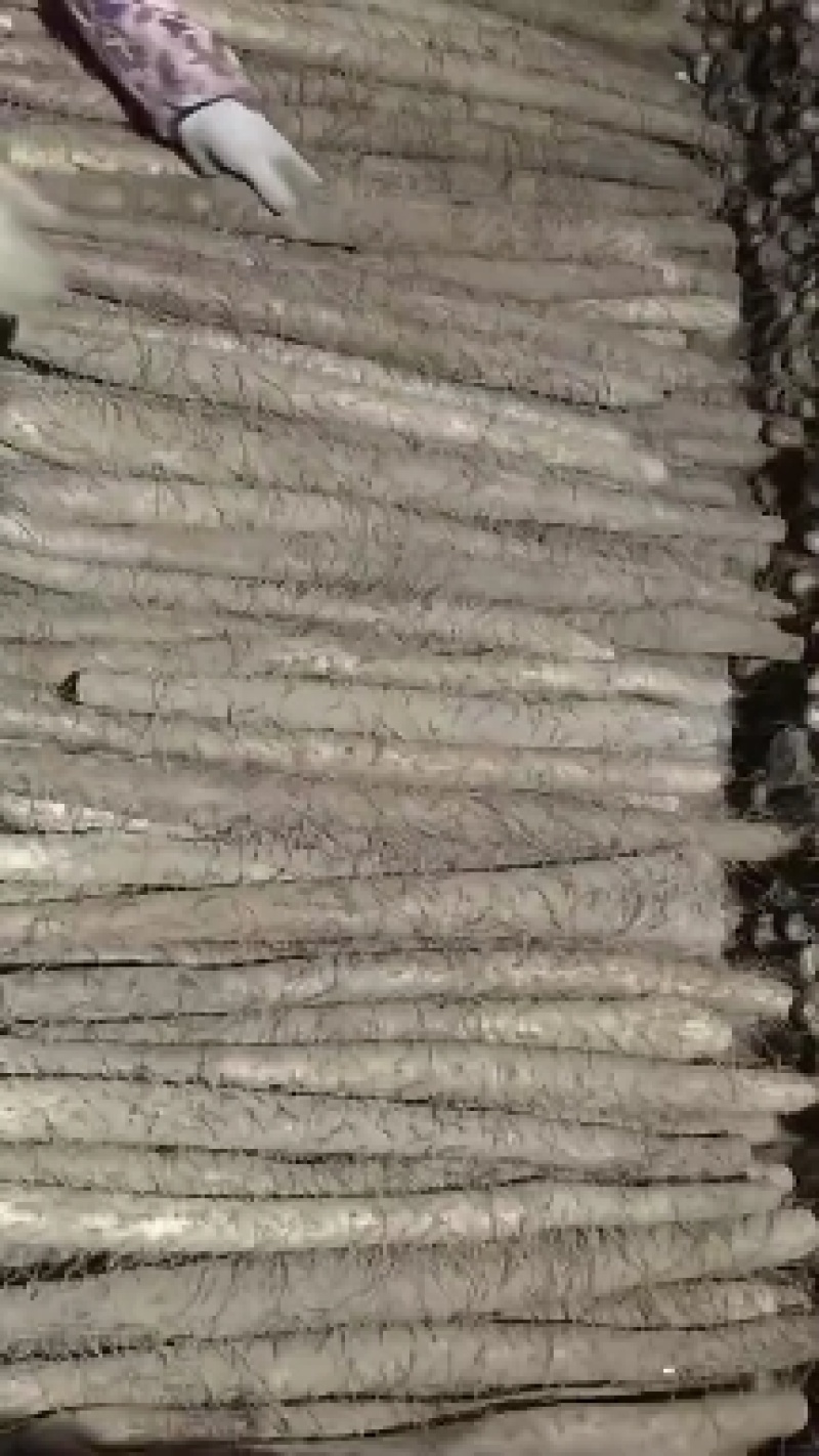 优质山药，货源充足，优质的服务，以质量求发展