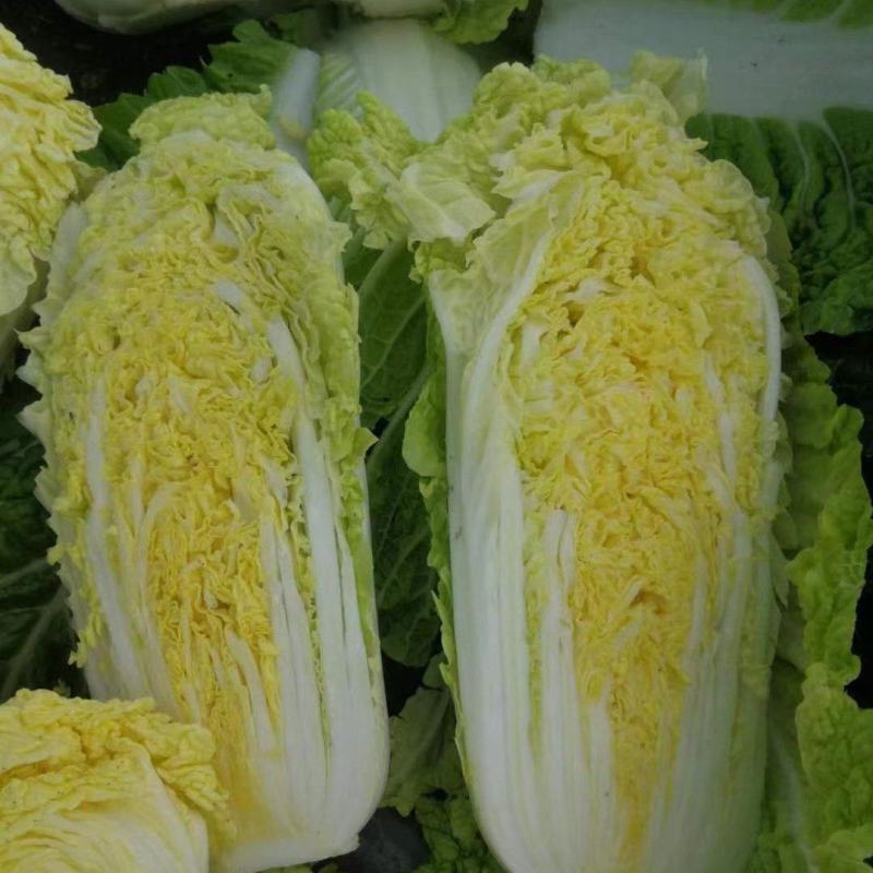 小娃娃菜，河南娃娃菜产地直发货源充足稳定交通便利