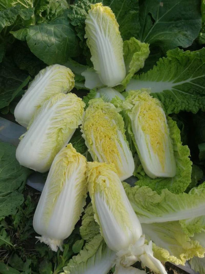 小娃娃菜，河南娃娃菜产地直发货源充足稳定交通便利