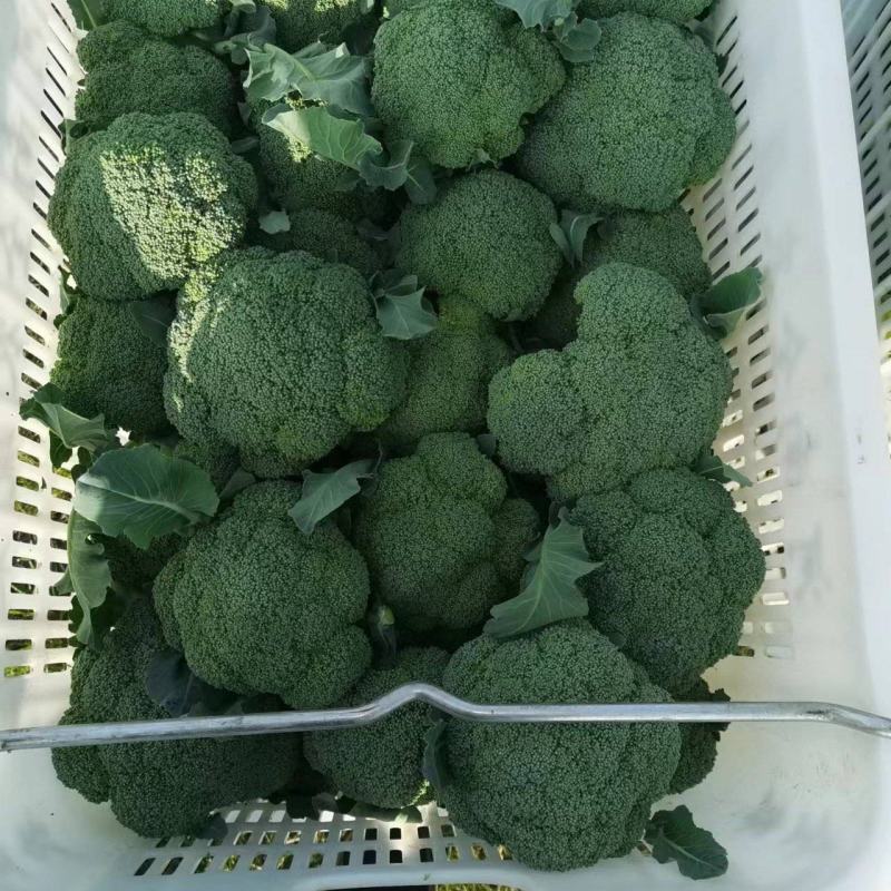 河南西兰花耐寒西兰花