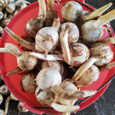 大慈菇