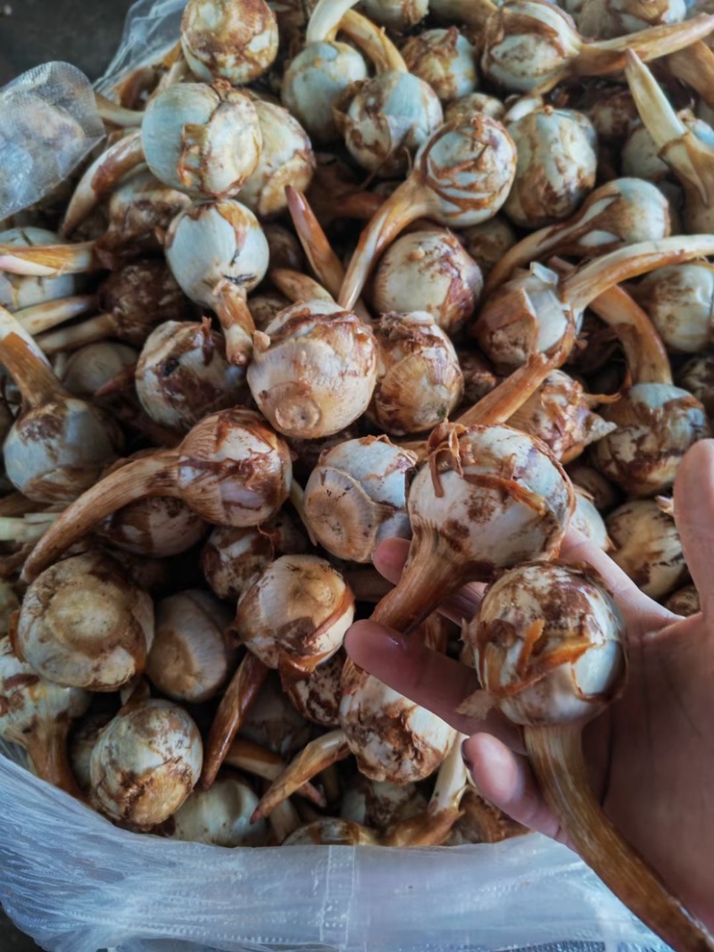 大慈菇
