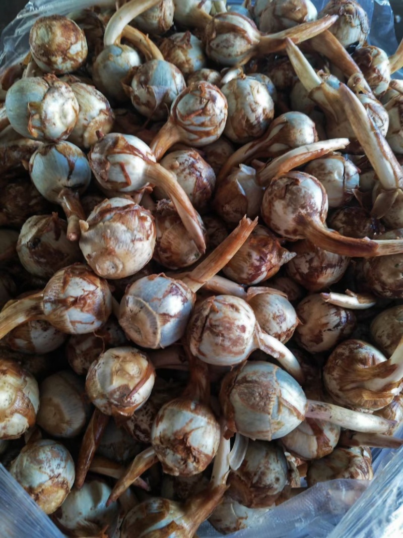 大慈菇