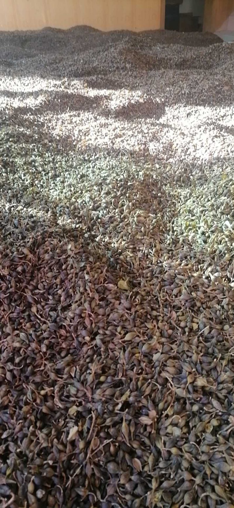 清翅连翘大量上市价格合理欢迎老板联系