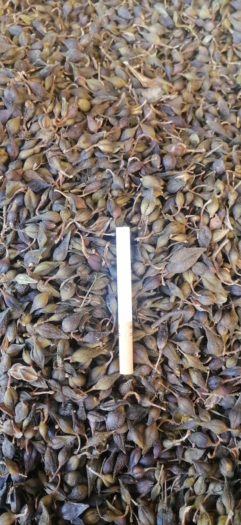 清翅连翘大量上市价格合理欢迎老板联系