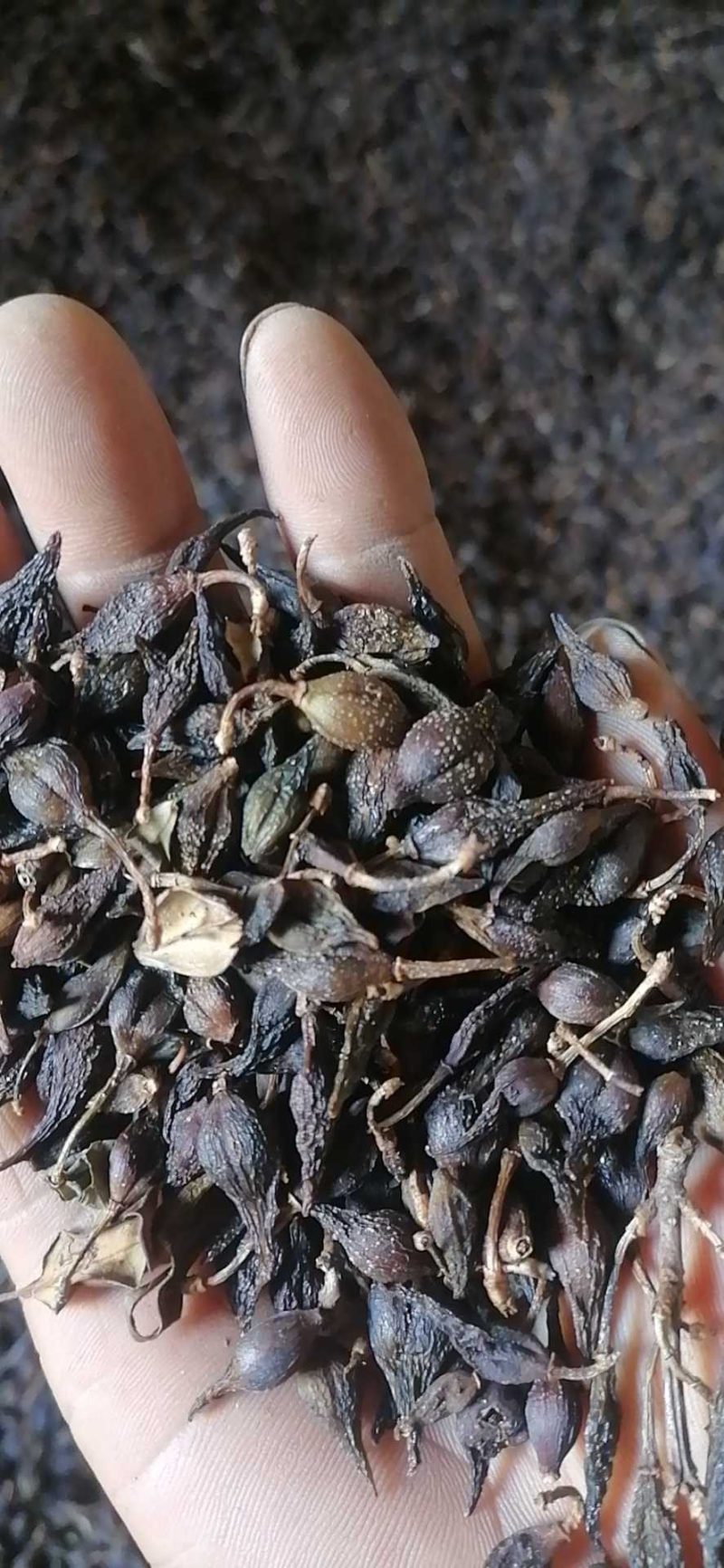 清翅连翘大量上市价格合理欢迎老板联系