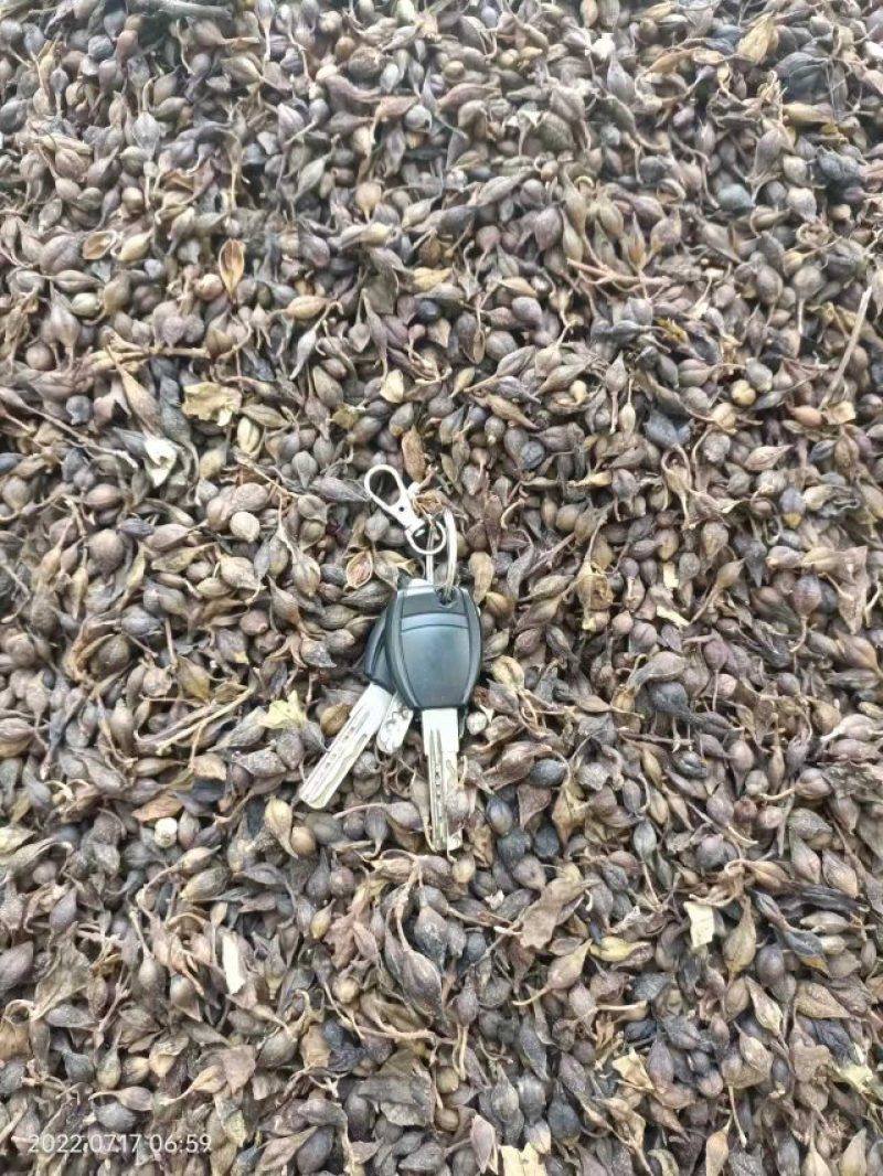 清翅连翘大量上市价格合理欢迎老板联系