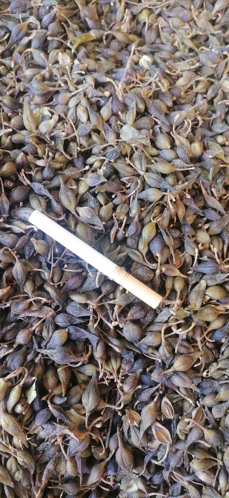 清翅连翘大量上市价格合理欢迎老板联系
