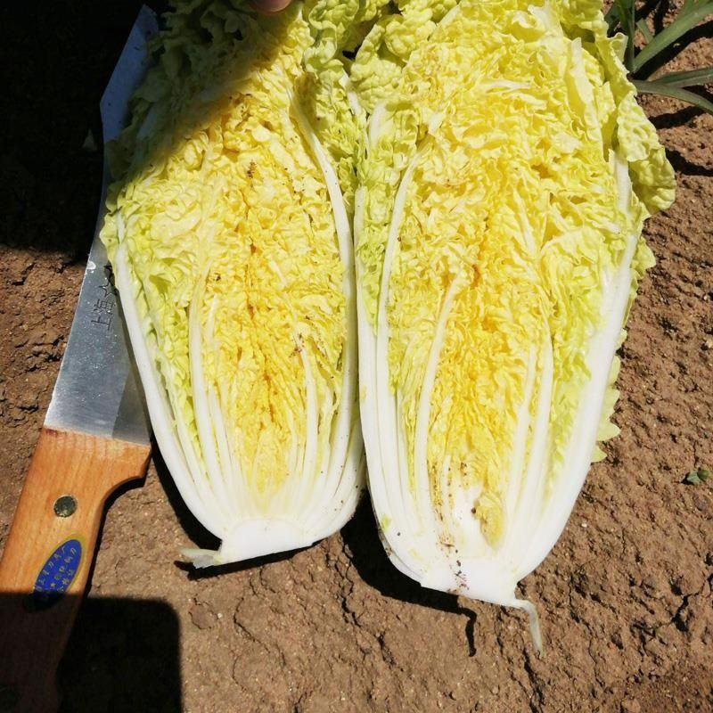 娃娃菜，大娃娃菜，货源充足，质优价廉货源充足稳定交通便利