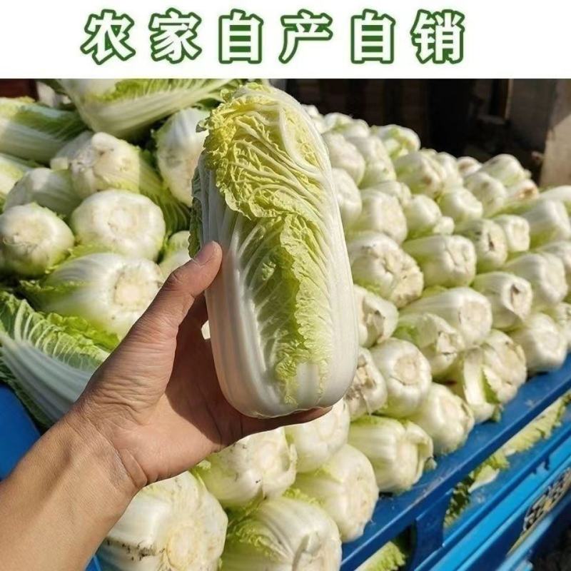 娃娃菜，大娃娃菜，货源充足，质优价廉货源充足稳定交通便利